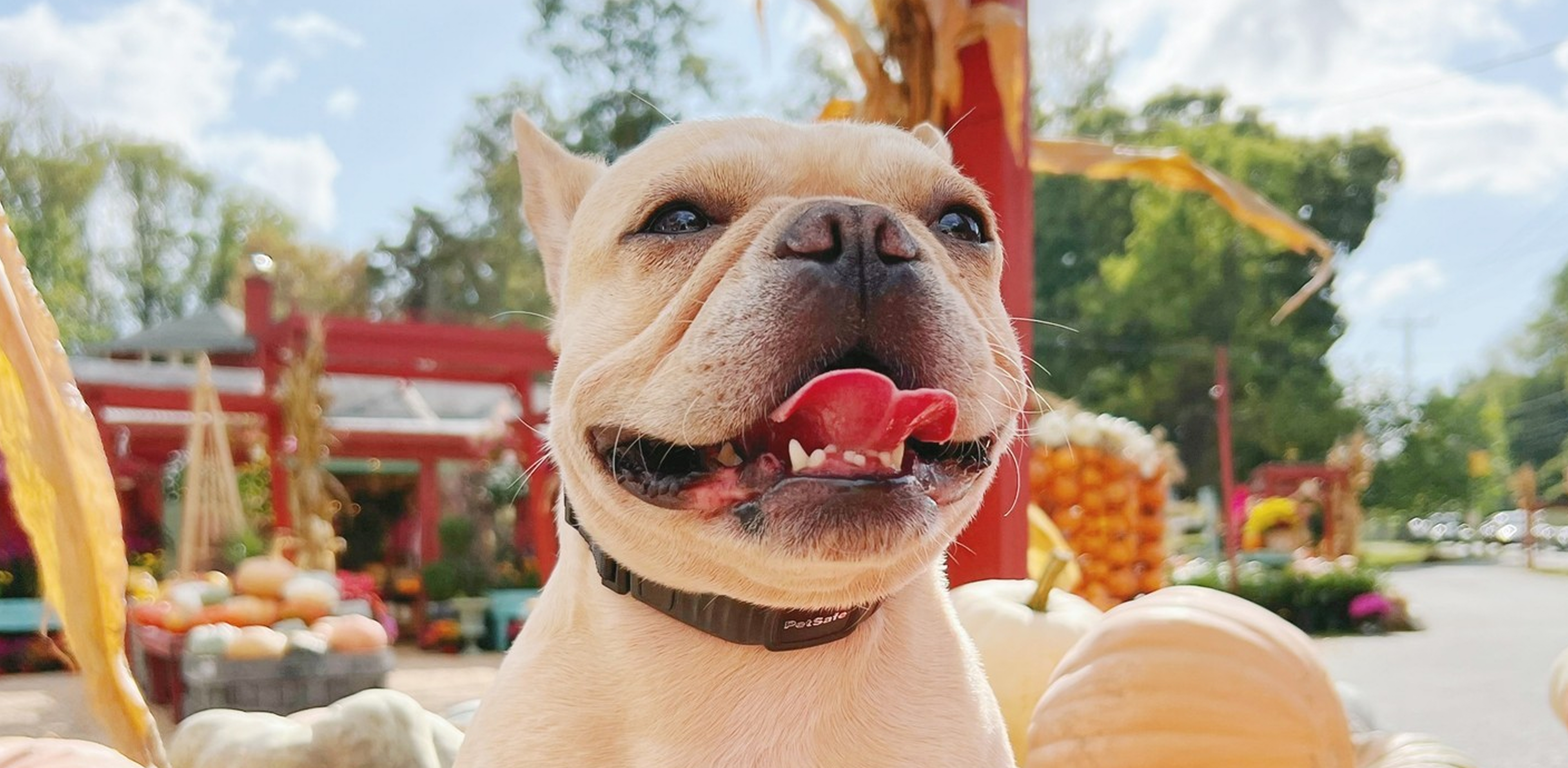 Petsafe hero image